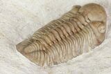 Detailed, Long Kainops Trilobite - Oklahoma #95692-5
